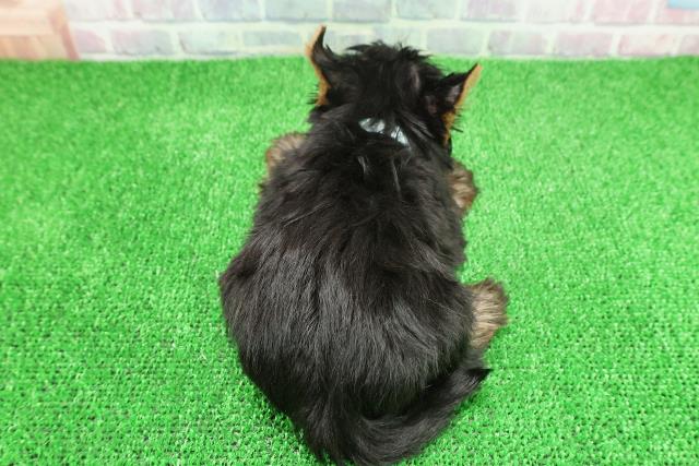 静岡県のヨークシャーテリア (Coo&RIKU静岡SBS通り店/2025年11月21日生まれ/男の子/スチールブルータン)の子犬の4枚目の画像