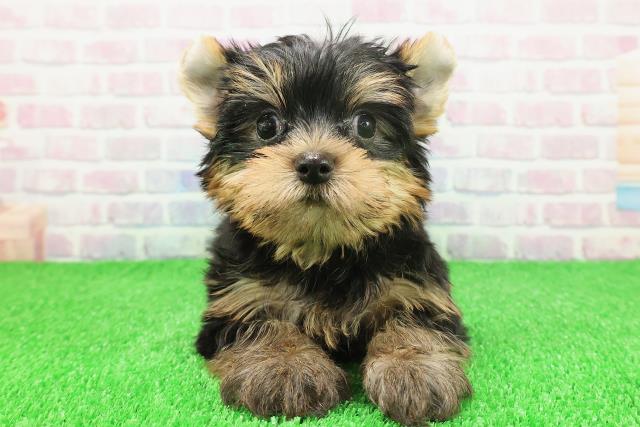 栃木県のヨークシャーテリア (Coo&RIKUFKDインターパーク店/2025年11月21日生まれ/男の子/スチールブルータン)の子犬の1枚目の画像