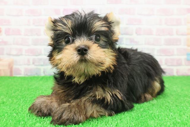 栃木県のヨークシャーテリア (Coo&RIKUFKDインターパーク店/2025年11月21日生まれ/男の子/スチールブルータン)の子犬の2枚目の画像