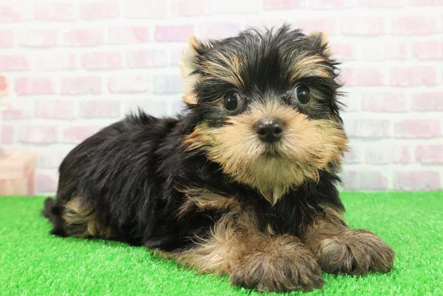栃木県のヨークシャーテリア (Coo&RIKUFKDインターパーク店/2025年11月21日生まれ/男の子/スチールブルータン)の子犬の3枚目の画像