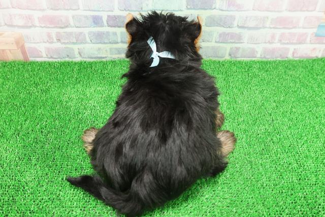 栃木県のヨークシャーテリア (Coo&RIKUFKDインターパーク店/2025年11月21日生まれ/男の子/スチールブルータン)の子犬の4枚目の画像