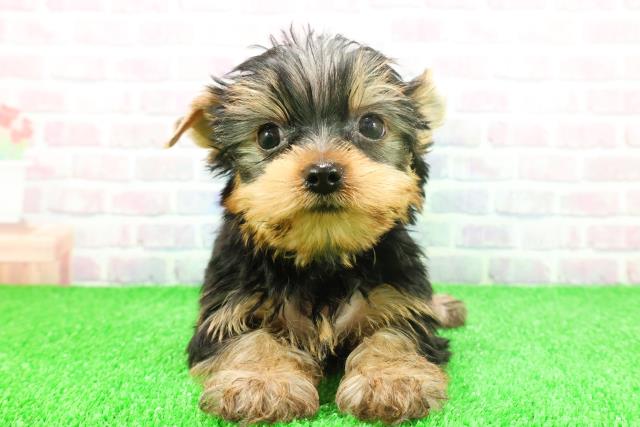 北海道のヨークシャーテリア (Coo&RIKU旭川店/2025年11月22日生まれ/男の子/スチールブルータン)の子犬の1枚目の画像