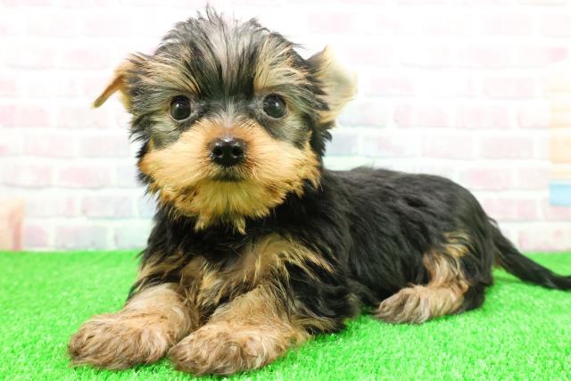 北海道のヨークシャーテリア (Coo&RIKU旭川店/2025年11月22日生まれ/男の子/スチールブルータン)の子犬の2枚目の画像