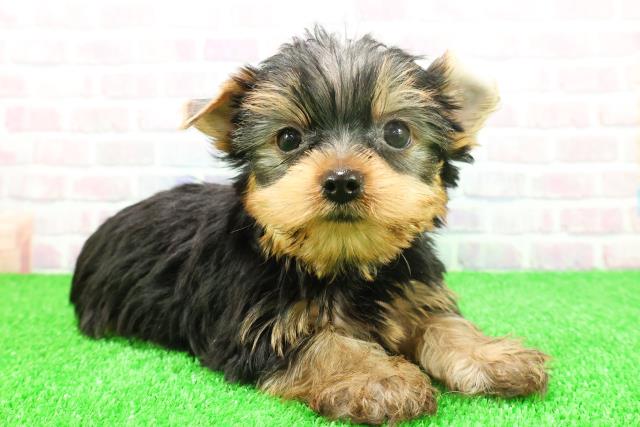 北海道のヨークシャーテリア (Coo&RIKU旭川店/2025年11月22日生まれ/男の子/スチールブルータン)の子犬の3枚目の画像