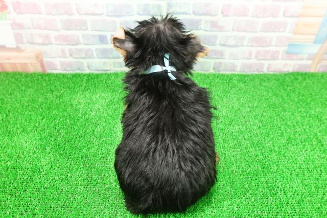 北海道のヨークシャーテリア (Coo&RIKU旭川店/2025年11月22日生まれ/男の子/スチールブルータン)の子犬の4枚目の画像