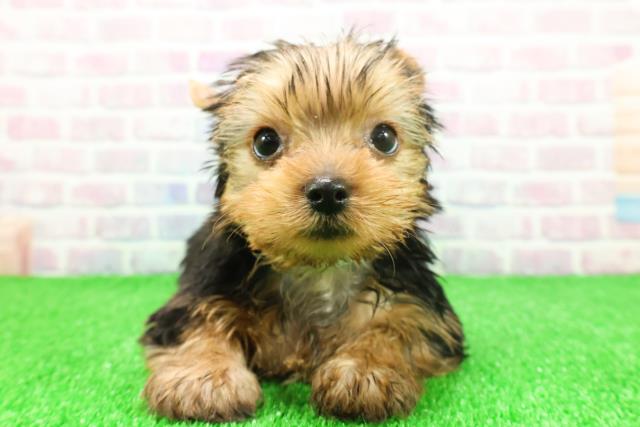 宮城県のヨークシャーテリア (Coo&RIKU仙台太白店/2025年11月22日生まれ/男の子/スチールブルータン)の子犬の1枚目の画像