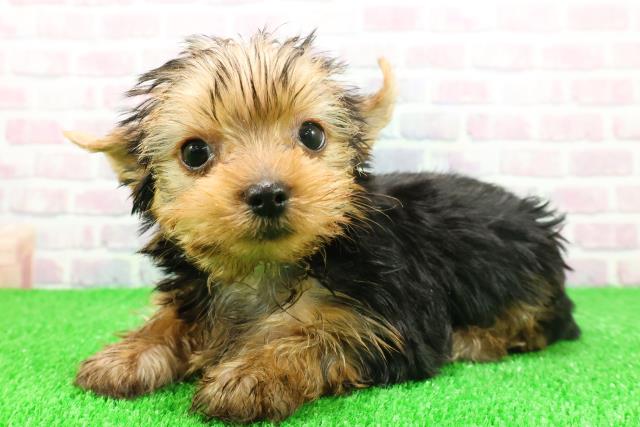 宮城県のヨークシャーテリア (Coo&RIKU仙台太白店/2025年11月22日生まれ/男の子/スチールブルータン)の子犬の2枚目の画像