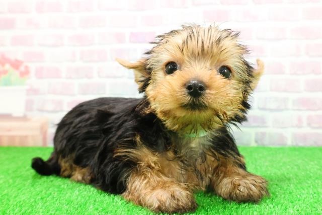 宮城県のヨークシャーテリア (Coo&RIKU仙台太白店/2025年11月22日生まれ/男の子/スチールブルータン)の子犬の3枚目の画像