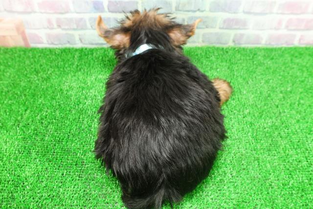 宮城県のヨークシャーテリア (Coo&RIKU仙台太白店/2025年11月22日生まれ/男の子/スチールブルータン)の子犬の4枚目の画像