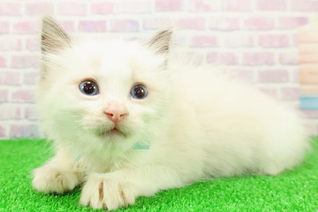 埼玉県のラグドール (Coo&RIKU桶川店/2025年11月23日生まれ/男の子/ブルーポイントバイカラー)の子猫の2枚目の画像