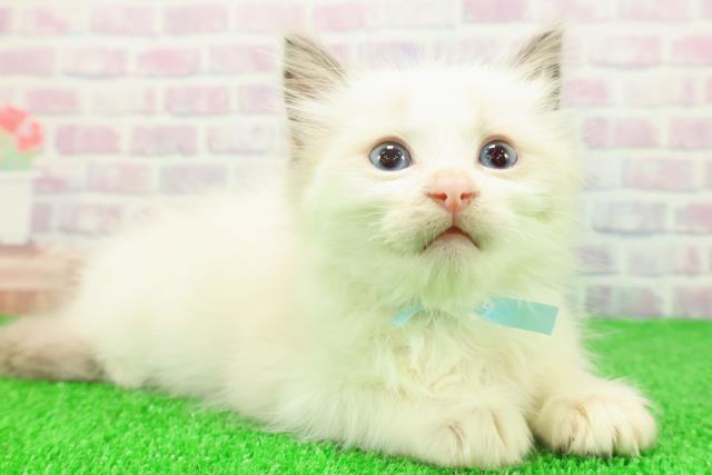 埼玉県のラグドール (Coo&RIKU桶川店/2025年11月23日生まれ/男の子/ブルーポイントバイカラー)の子猫の3枚目の画像