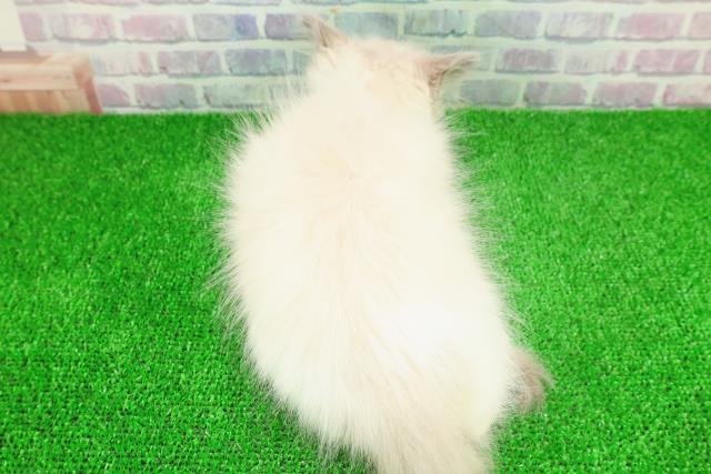 埼玉県のラグドール (Coo&RIKU桶川店/2025年11月23日生まれ/男の子/ブルーポイントバイカラー)の子猫の4枚目の画像