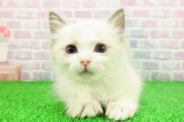 埼玉県のラグドール (Coo&RIKU川口戸塚店/2025年11月23日生まれ/男の子/ブルーポイントバイカラー)の子猫の1枚目の画像