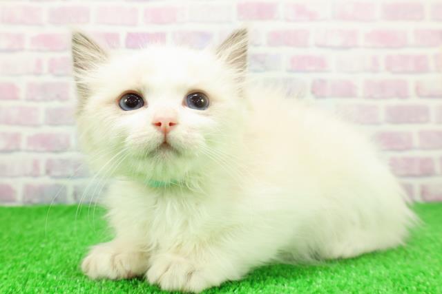 埼玉県のラグドール (Coo&RIKU川口戸塚店/2025年11月23日生まれ/男の子/ブルーポイントバイカラー)の子猫の2枚目の画像