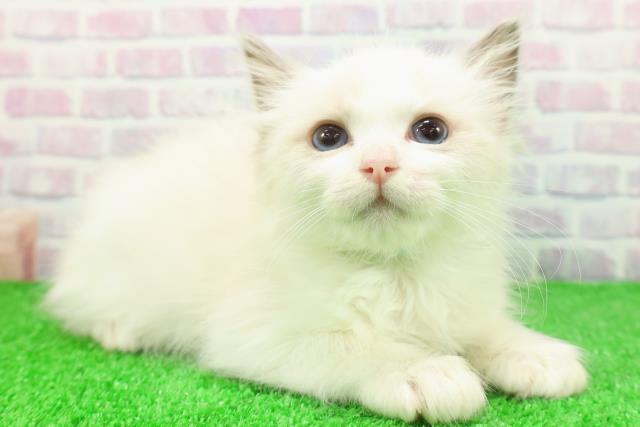 埼玉県のラグドール (Coo&RIKU川口戸塚店/2025年11月23日生まれ/男の子/ブルーポイントバイカラー)の子猫の3枚目の画像