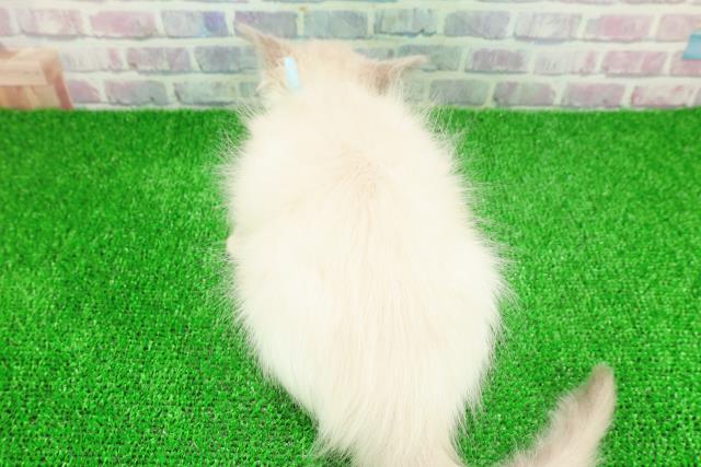 埼玉県のラグドール (Coo&RIKU川口戸塚店/2025年11月23日生まれ/男の子/ブルーポイントバイカラー)の子猫の4枚目の画像