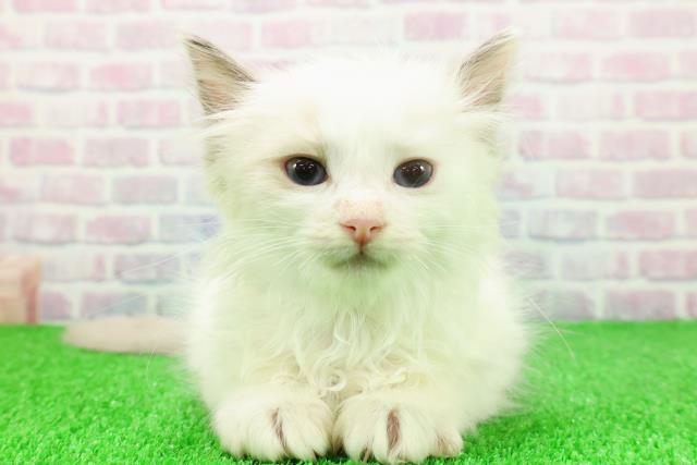 千葉県のラグドール (Coo&RIKU流山店/2025年11月23日生まれ/男の子/ブルーポイントバイカラー)の子猫の1枚目の画像