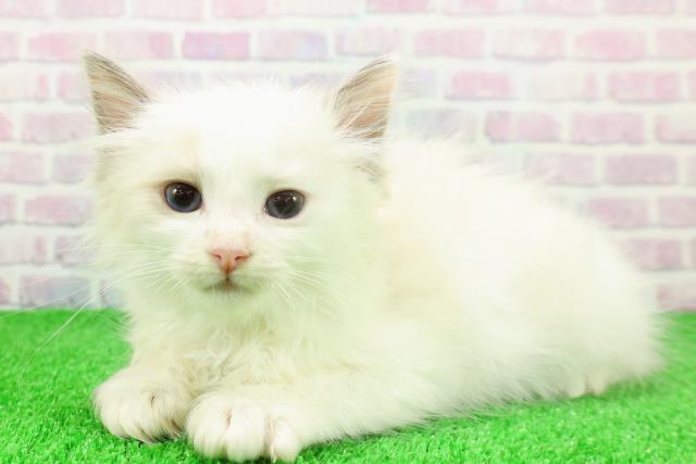 千葉県のラグドール (Coo&RIKU流山店/2025年11月23日生まれ/男の子/ブルーポイントバイカラー)の子猫の2枚目の画像