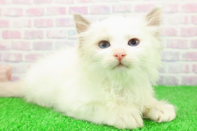 千葉県のラグドール (Coo&RIKU流山店/2025年11月23日生まれ/男の子/ブルーポイントバイカラー)の子猫の3枚目の画像