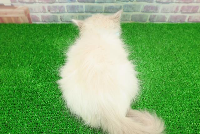 千葉県のラグドール (Coo&RIKU流山店/2025年11月23日生まれ/男の子/ブルーポイントバイカラー)の子猫の4枚目の画像