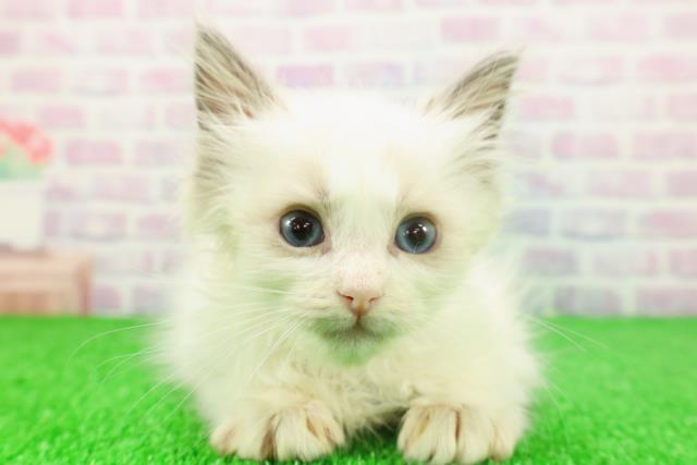 千葉県のラグドール (Coo&RIKUフレスポ稲毛店/2025年11月23日生まれ/女の子/ブルーポイントバイカラー)の子猫の1枚目の画像