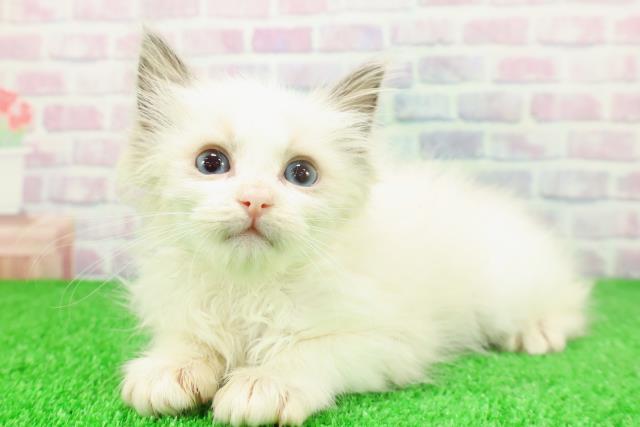 千葉県のラグドール (Coo&RIKUフレスポ稲毛店/2025年11月23日生まれ/女の子/ブルーポイントバイカラー)の子猫の2枚目の画像