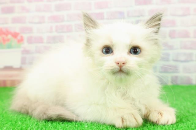 千葉県のラグドール (Coo&RIKUフレスポ稲毛店/2025年11月23日生まれ/女の子/ブルーポイントバイカラー)の子猫の3枚目の画像