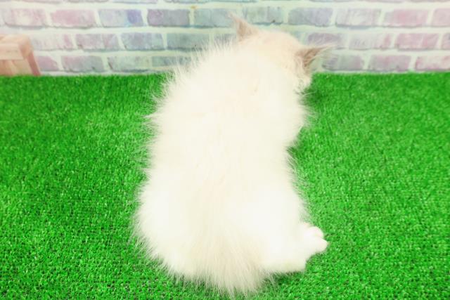 千葉県のラグドール (Coo&RIKUフレスポ稲毛店/2025年11月23日生まれ/女の子/ブルーポイントバイカラー)の子猫の4枚目の画像