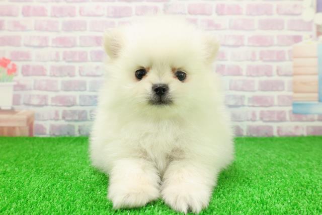 埼玉県のポメラニアン (Coo&RIKUアニマルケアセンター大宮/2025年11月21日生まれ/男の子/クリーム)の子犬の1枚目の画像
