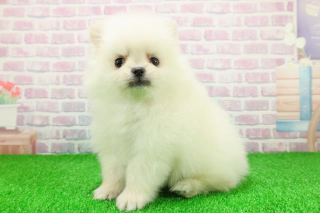 埼玉県のポメラニアン (Coo&RIKUアニマルケアセンター大宮/2025年11月21日生まれ/男の子/クリーム)の子犬の2枚目の画像