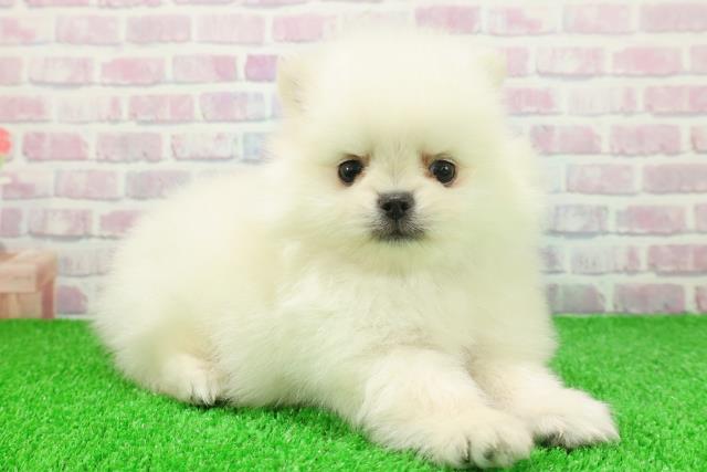 埼玉県のポメラニアン (Coo&RIKUアニマルケアセンター大宮/2025年11月21日生まれ/男の子/クリーム)の子犬の3枚目の画像