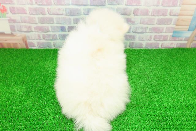 埼玉県のポメラニアン (Coo&RIKUアニマルケアセンター大宮/2025年11月21日生まれ/男の子/クリーム)の子犬の4枚目の画像