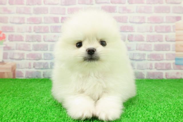 埼玉県のポメラニアン (Coo&RIKUアニマルケアセンター大宮/2025年11月21日生まれ/男の子/クリーム)の子犬の1枚目の画像