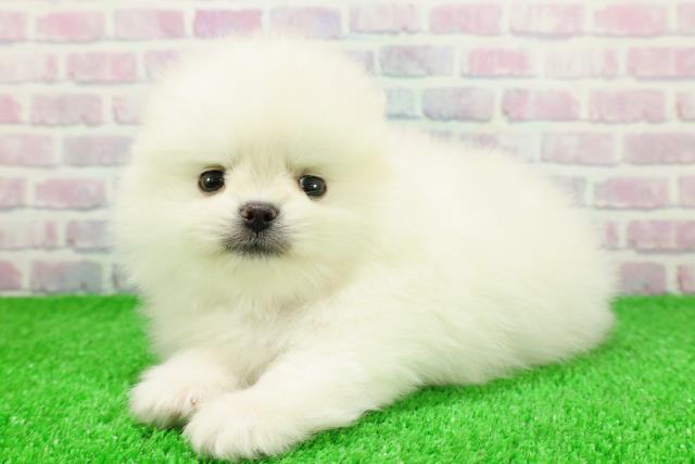 埼玉県のポメラニアン (Coo&RIKUアニマルケアセンター大宮/2025年11月21日生まれ/男の子/クリーム)の子犬の2枚目の画像