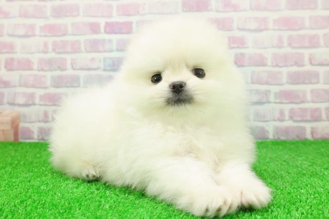 埼玉県のポメラニアン (Coo&RIKUアニマルケアセンター大宮/2025年11月21日生まれ/男の子/クリーム)の子犬の3枚目の画像