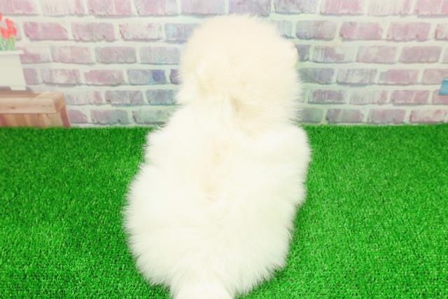 埼玉県のポメラニアン (Coo&RIKUアニマルケアセンター大宮/2025年11月21日生まれ/男の子/クリーム)の子犬の4枚目の画像