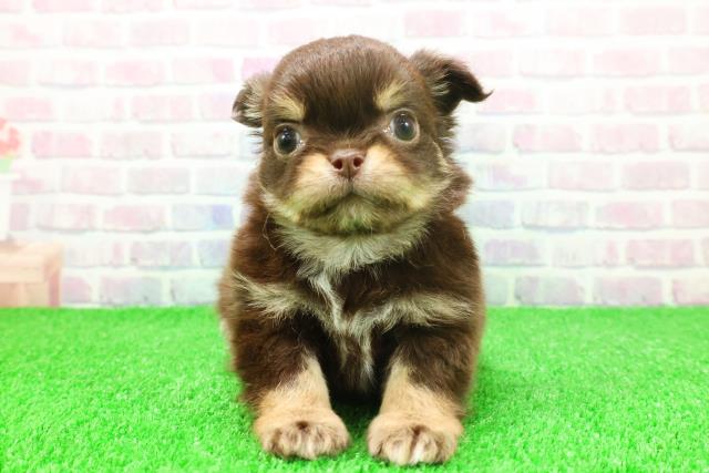 埼玉県のチワワ(ロング) (Coo&RIKUアニマルケアセンター大宮/2025年11月21日生まれ/男の子/チョコレートタン)の子犬の1枚目の画像