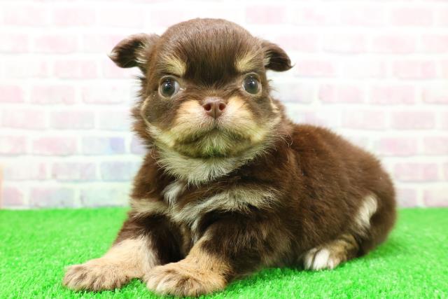 埼玉県のチワワ(ロング) (Coo&RIKUアニマルケアセンター大宮/2025年11月21日生まれ/男の子/チョコレートタン)の子犬の2枚目の画像