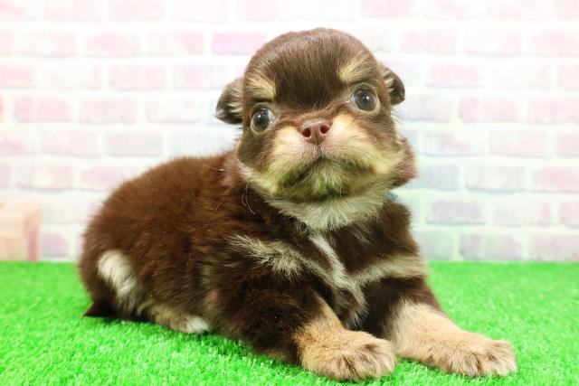 埼玉県のチワワ(ロング) (Coo&RIKUアニマルケアセンター大宮/2025年11月21日生まれ/男の子/チョコレートタン)の子犬の3枚目の画像