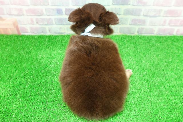 埼玉県のチワワ(ロング) (Coo&RIKUアニマルケアセンター大宮/2025年11月21日生まれ/男の子/チョコレートタン)の子犬の4枚目の画像