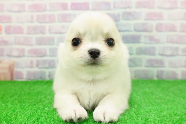 埼玉県のチワワ(ロング) (Coo&RIKUアニマルケアセンター大宮/2025年11月21日生まれ/男の子/ホワイトクリーム)の子犬の1枚目の画像