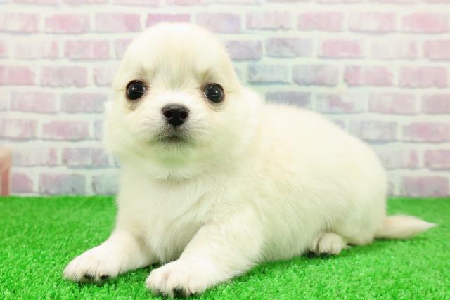 埼玉県のチワワ(ロング) (Coo&RIKUアニマルケアセンター大宮/2025年11月21日生まれ/男の子/ホワイトクリーム)の子犬の2枚目の画像