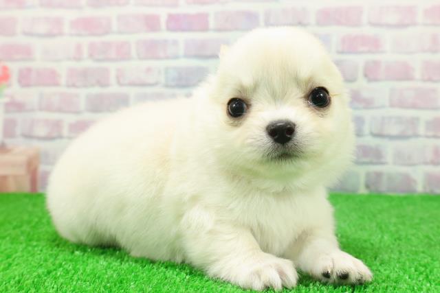 埼玉県のチワワ(ロング) (Coo&RIKUアニマルケアセンター大宮/2025年11月21日生まれ/男の子/ホワイトクリーム)の子犬の3枚目の画像