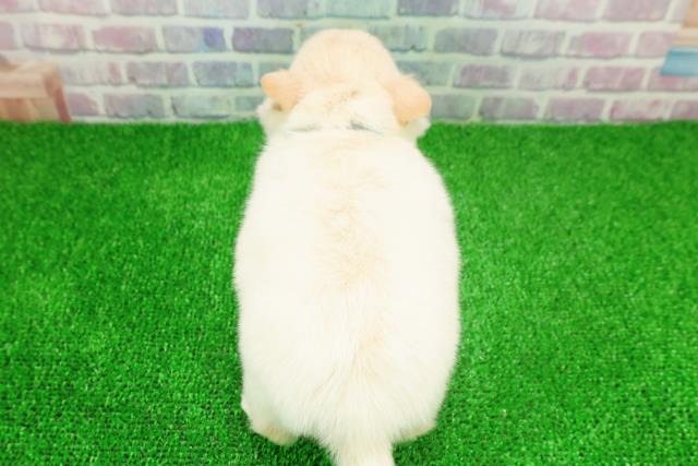 埼玉県のチワワ(ロング) (Coo&RIKUアニマルケアセンター大宮/2025年11月21日生まれ/男の子/ホワイトクリーム)の子犬の4枚目の画像