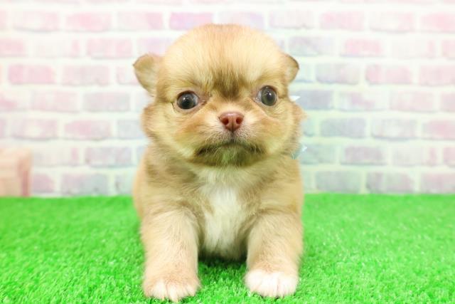 埼玉県のチワワ(ロング) (Coo&RIKUアニマルケアセンター大宮/2025年11月21日生まれ/男の子/レッド)の子犬の1枚目の画像