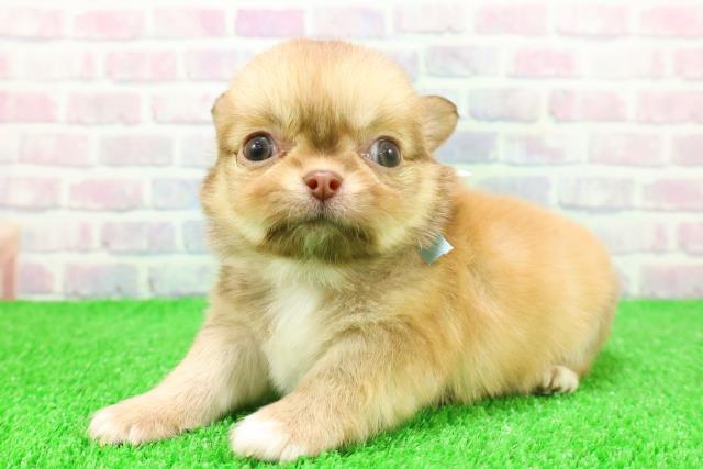 埼玉県のチワワ(ロング) (Coo&RIKUアニマルケアセンター大宮/2025年11月21日生まれ/男の子/レッド)の子犬の2枚目の画像