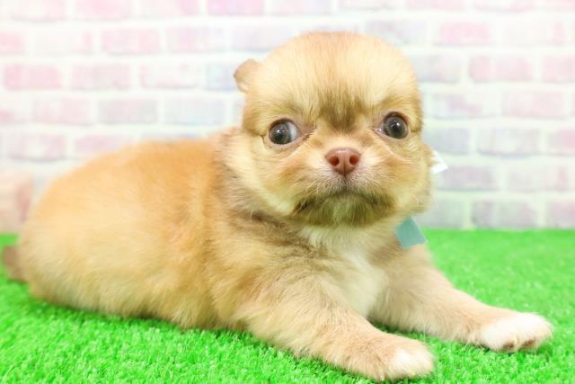 埼玉県のチワワ(ロング) (Coo&RIKUアニマルケアセンター大宮/2025年11月21日生まれ/男の子/レッド)の子犬の3枚目の画像