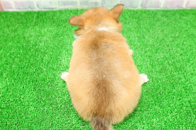 埼玉県のチワワ(ロング) (Coo&RIKUアニマルケアセンター大宮/2025年11月21日生まれ/男の子/レッド)の子犬の4枚目の画像