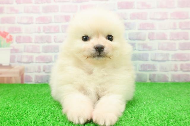 埼玉県のポメラニアン (Coo&RIKUアニマルケアセンター大宮/2025年11月20日生まれ/女の子/クリーム)の子犬の1枚目の画像