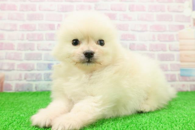 埼玉県のポメラニアン (Coo&RIKUアニマルケアセンター大宮/2025年11月20日生まれ/女の子/クリーム)の子犬の2枚目の画像